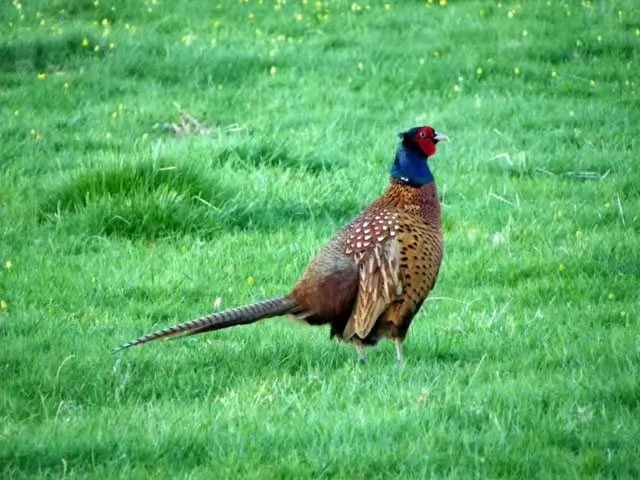 Black Neck Pheasants for sale
