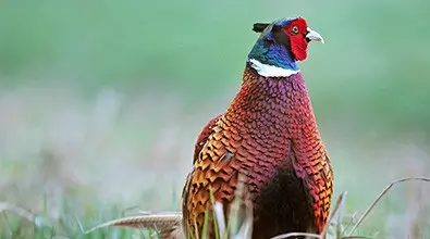 common ring necked pheasant