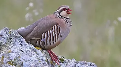 red legged partridge on rock