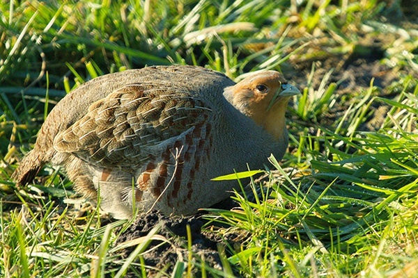 English Grey Partridges for sale