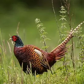 ring necked pheasant in field