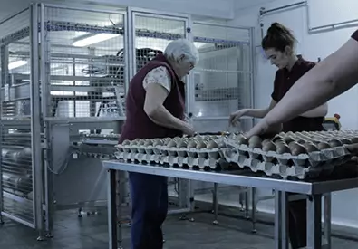 staff sorting trays of pheasant eggs