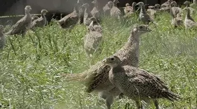 Kansas Pheasants for sale