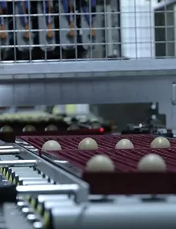 tray of pheasant eggs being candled