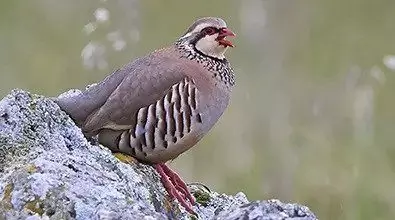 Red Leg Partridges for sale