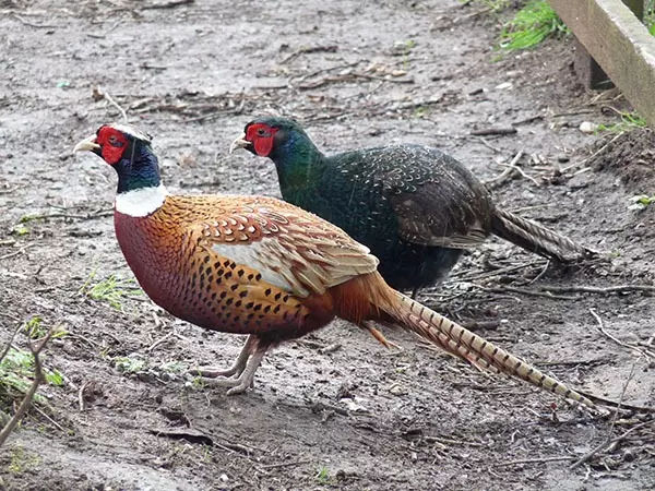Ring Neck Pheasants for sale